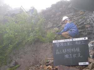 高山植物