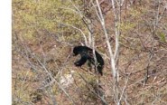 昔ながらの狩り「ウサギと熊」