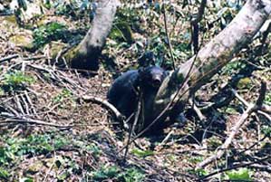 昔ながらの狩り「ウサギと熊」